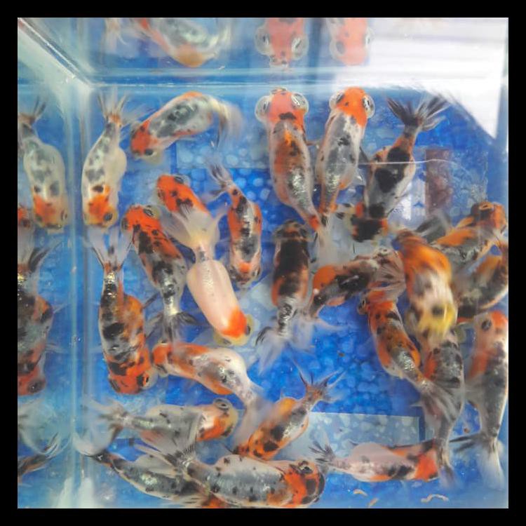 Ikan Mas Koki Mata Balon / Bubble Eye Termurah