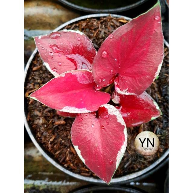 Tanaman Hias Bunga Caladium dwi warna super