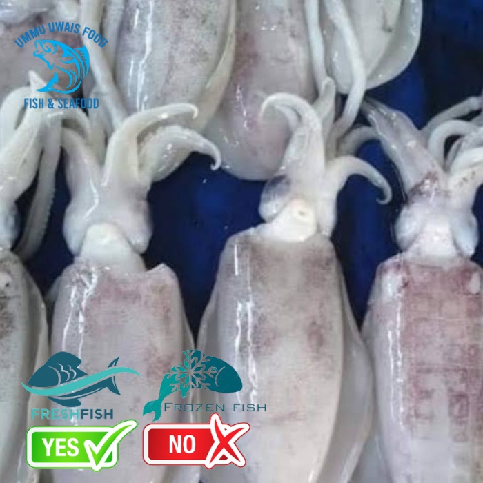 

Cumi Semampar Segar Berkualitas - 1 Kilogram