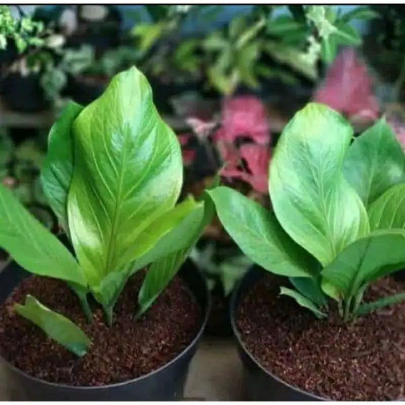 tanaman hias anthurium jemani cobra / antorium jemani kobra - antorium ready