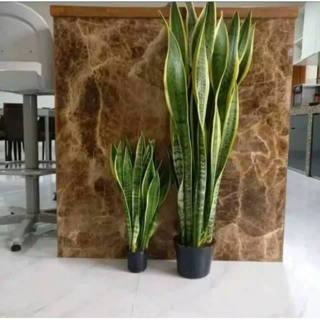 Tanaman hias bunga hidup penyerap racun udara sansivera lidah mertua pedang-pedanganan sansevieria N