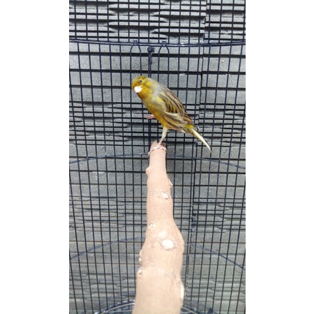 Kenari AF Bon Ijo Botol Gacor - Jantan (Only Instant Grab/Gojek)