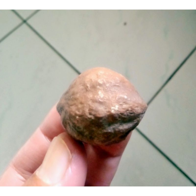 Kemiri Adu Muncang Adu Anak Mayit Jawa MJ Ori Klaten