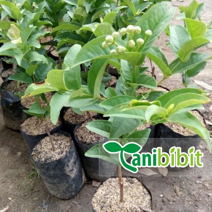 PROMO BIBIT POHON BUAH JAMBU AIR KANCING MERAH TABULAMPOT TABULAPOT -