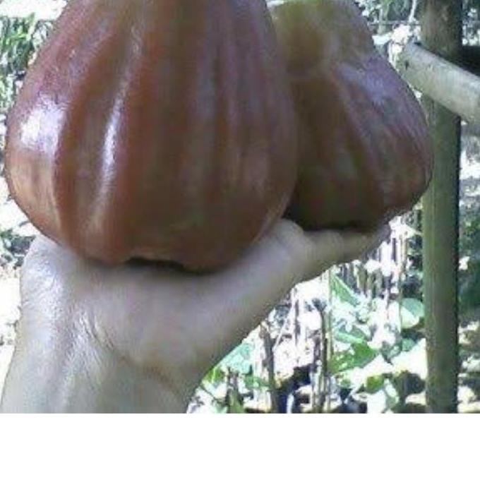 Inp0Rt Product Bibit Jambu Air King Rose Kingrose Apple Jumbo Super Manis Unggulan Kw1