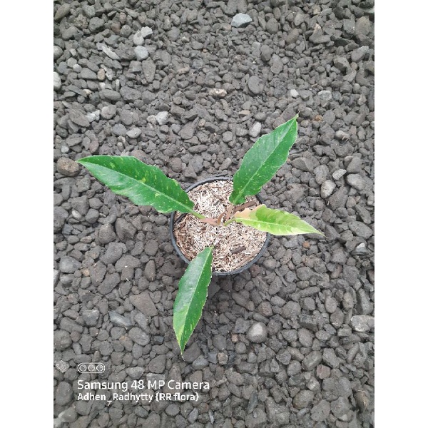 Ring of fire varigata