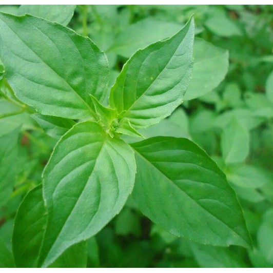 

Daun Kemangi