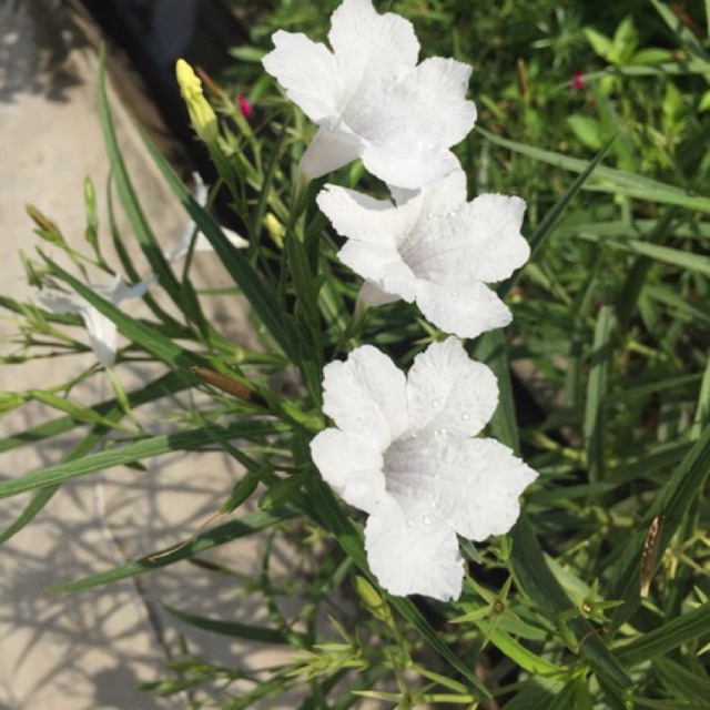 Tanaman Bunga Ruellia Putih