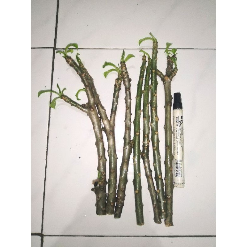 stek bunga PAGODA PUTIH / PLUMERIA PUDICA 30-45 cm