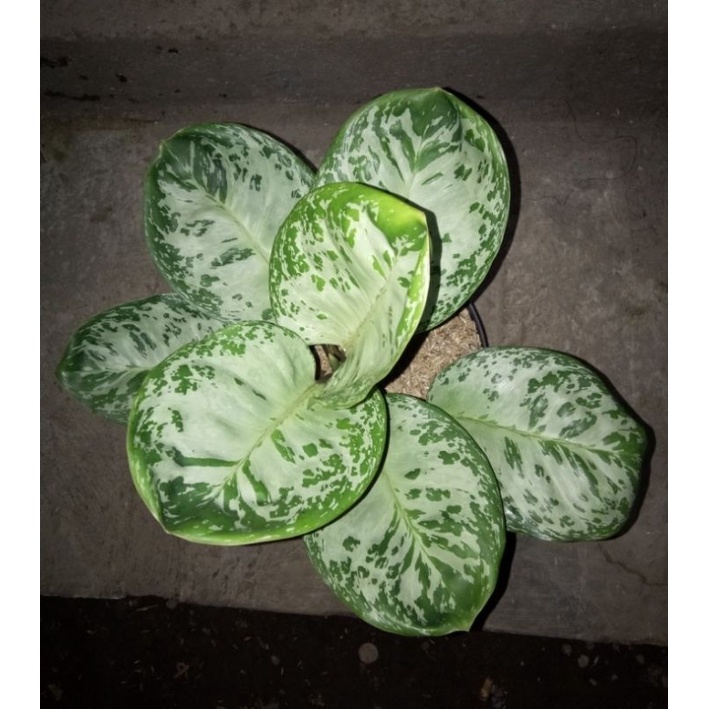 Aglonema Mojacko Donatello (super rare)