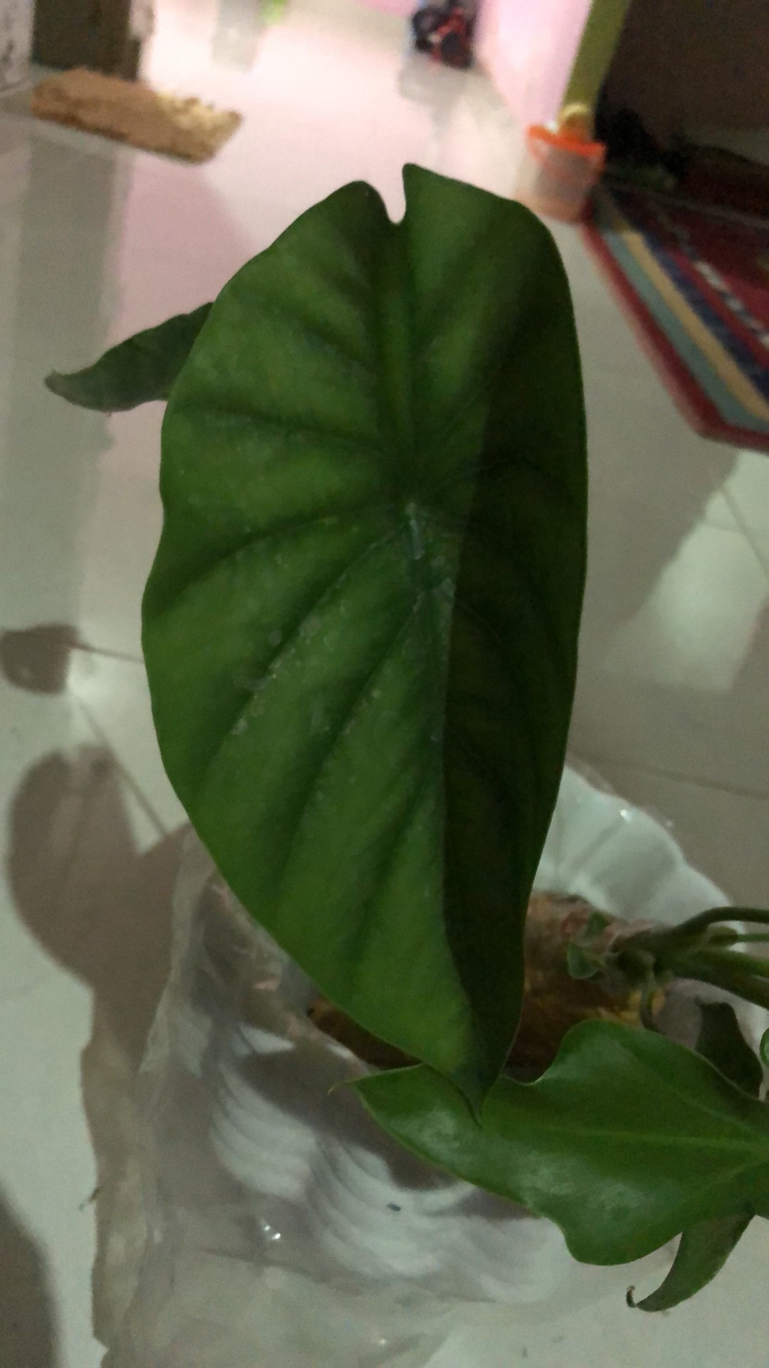 Alocasia Green Shield ( Cylpeolata )