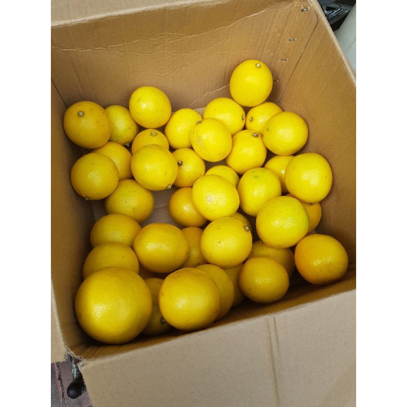 

Jeruk Lemon Cali