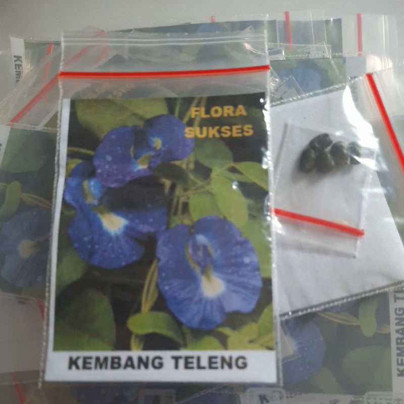 Biji Kembang Teleng Benih Kembang Teleng Siap Semai