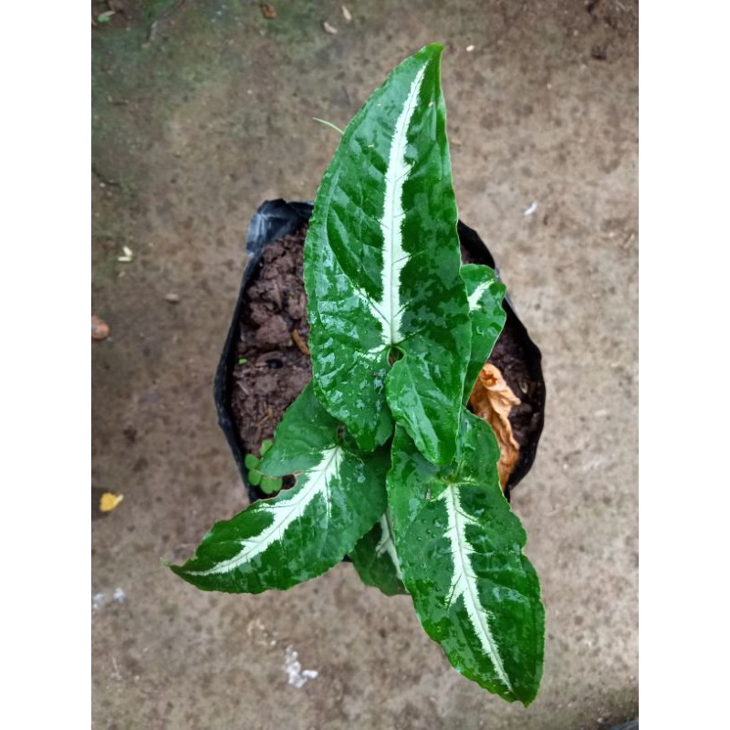 singonium / Singonium Wedandli