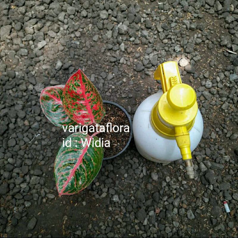 BIG SALE PROMO AGLONEMA WIDIA BIBIT STEK ORGINAL BERKUALITAS