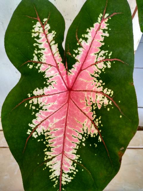 Tanaman Hias Keladi Spider Caladium Spider Shopee Indonesia