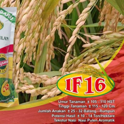 ☜ Benih Padi IF 16 / Bibit Padi IF 16 AB2TI ۞