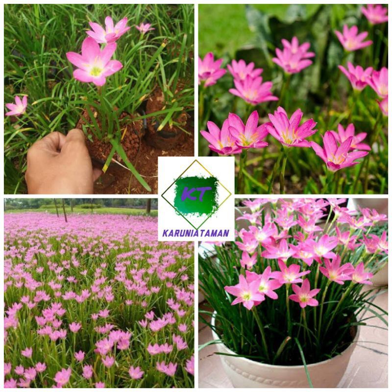 paket 100 pohon tanaman hias lili hujan bunga pink