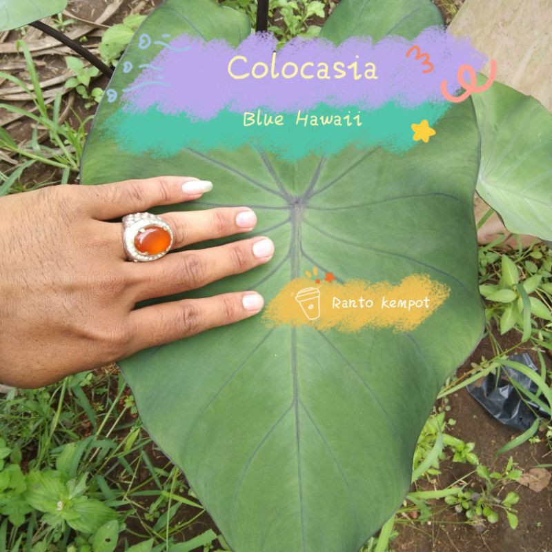 Colocasia ( paraoh dan hybrid )