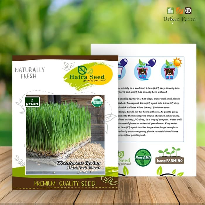 Haira Seed Bibit-Biji Rumput Gandum/Wheatgrass Merah Organik