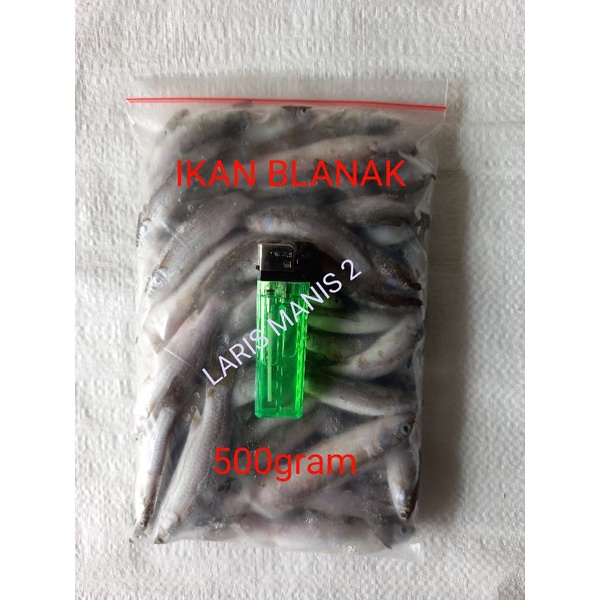 

Ikan blanak