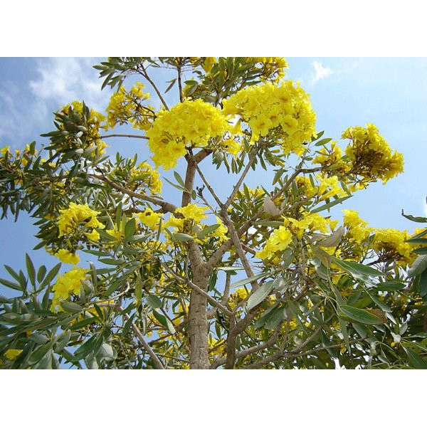 Pohon Tabebuya tinggi 1 meter