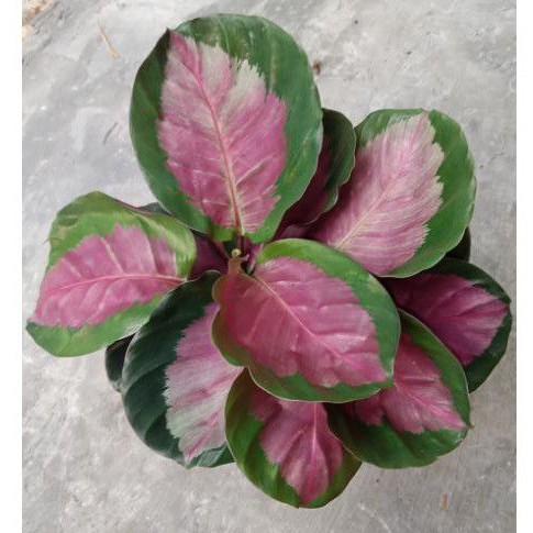 tanaman calathea rossy rumpun/calathea rossie import