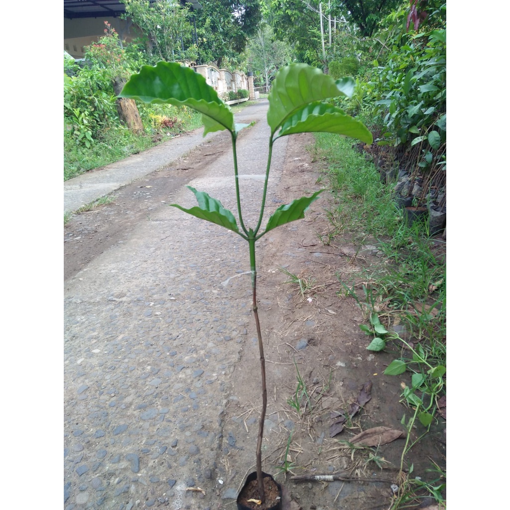 Bibit Tanaman Kopi Robusta - Sambung Pucuk Cepat berbuah Tahan Hama