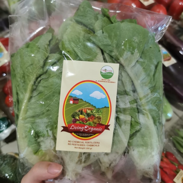 

Selada/Lettuce Romaine Sayuran Organik 200 gr
