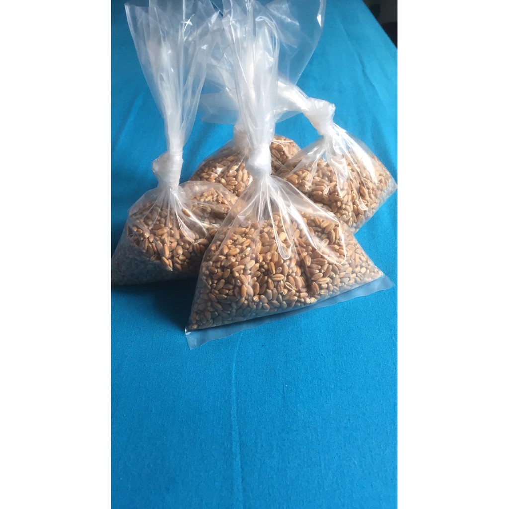 Termurah Bibit Rumput Gandum Wheatgrass Rumput Kucing Asli