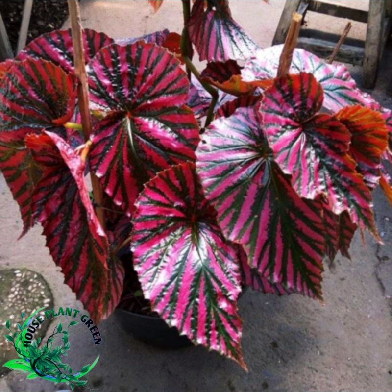 Begonia Walet - Tanaman Hias Begonia Rex Walet