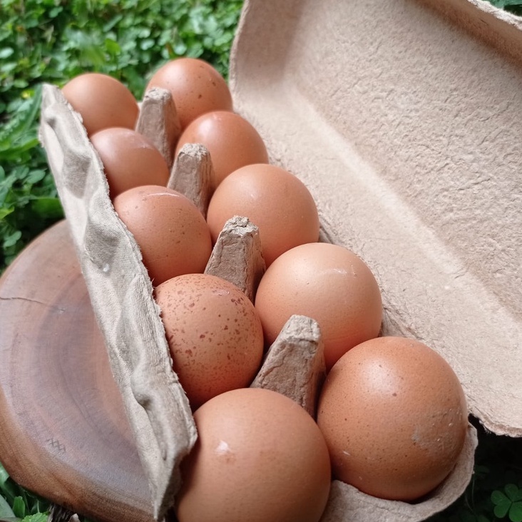 

DA Telur Ayam Negri Probiotik Golden Immune Egg 10 Butir GOSEND/GRAB