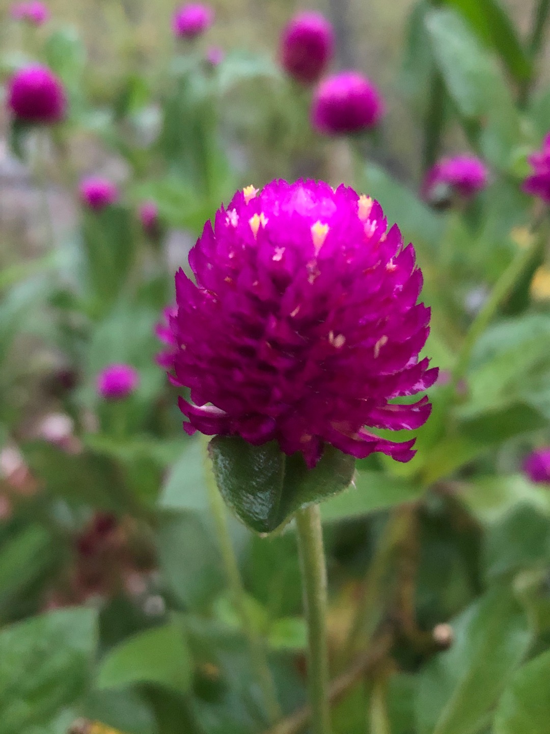 Pelicin Dan Pewangi Pakaian Senon Super Laundry 1 Liter