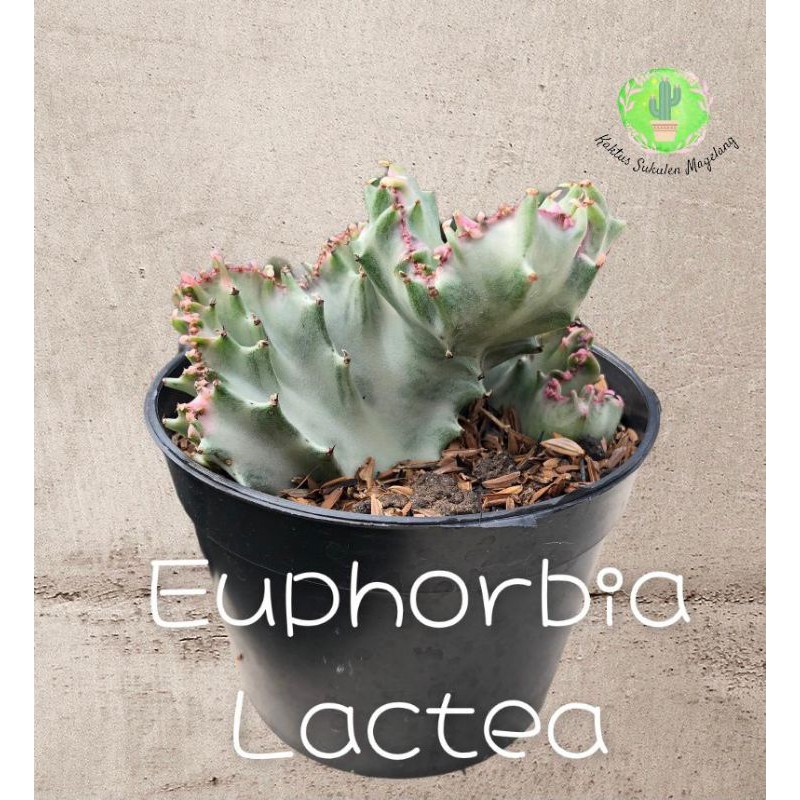 Kaktus Euphorbia Lactea Crested