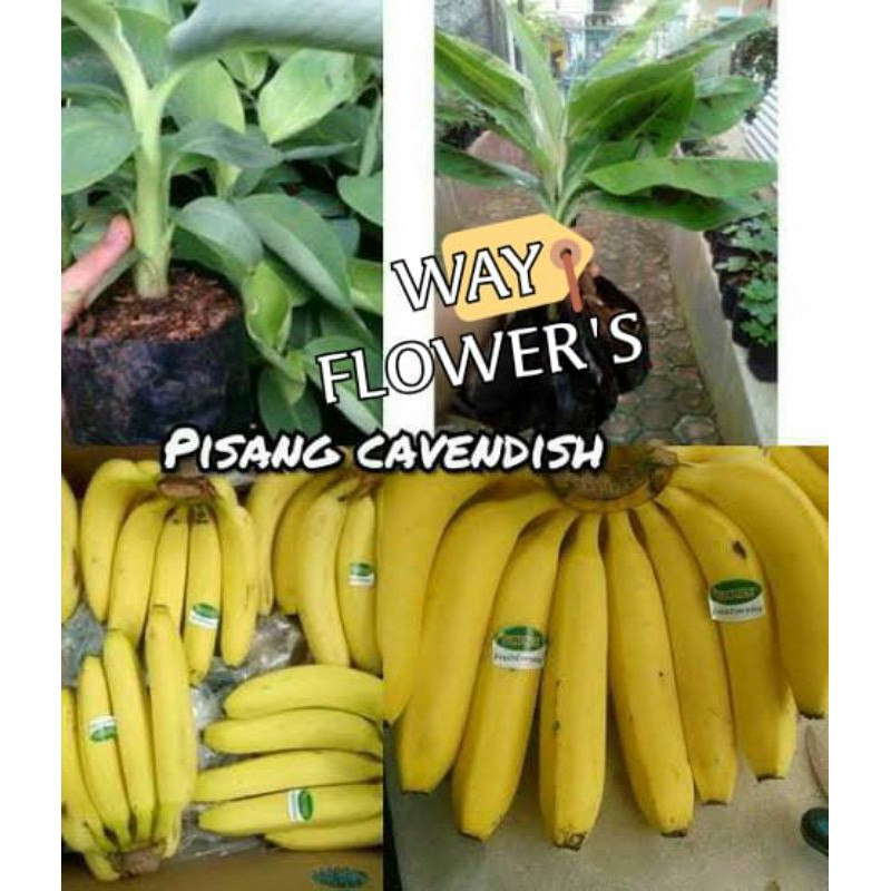 bibit pisang cavendish sunpride