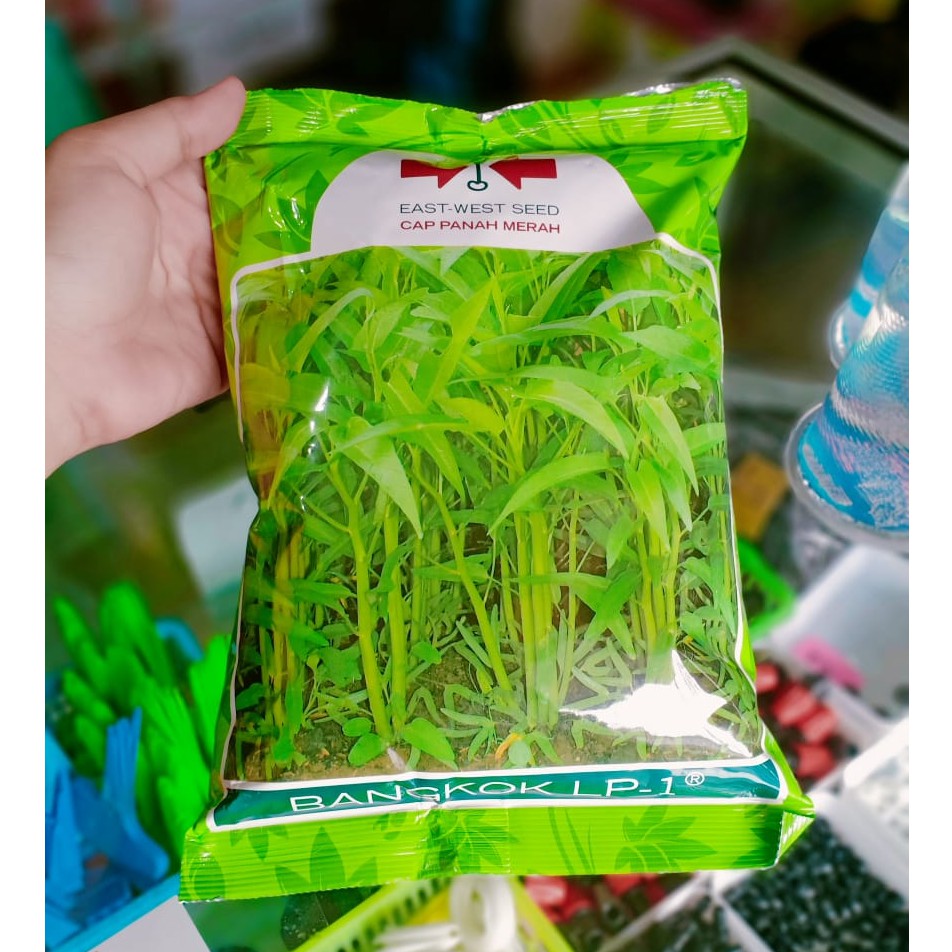 benih KANGKUNG BANGKOK isi 1 kg - benih kangkung panah merah - benih kangkung daun lebar - PANAH MERAH