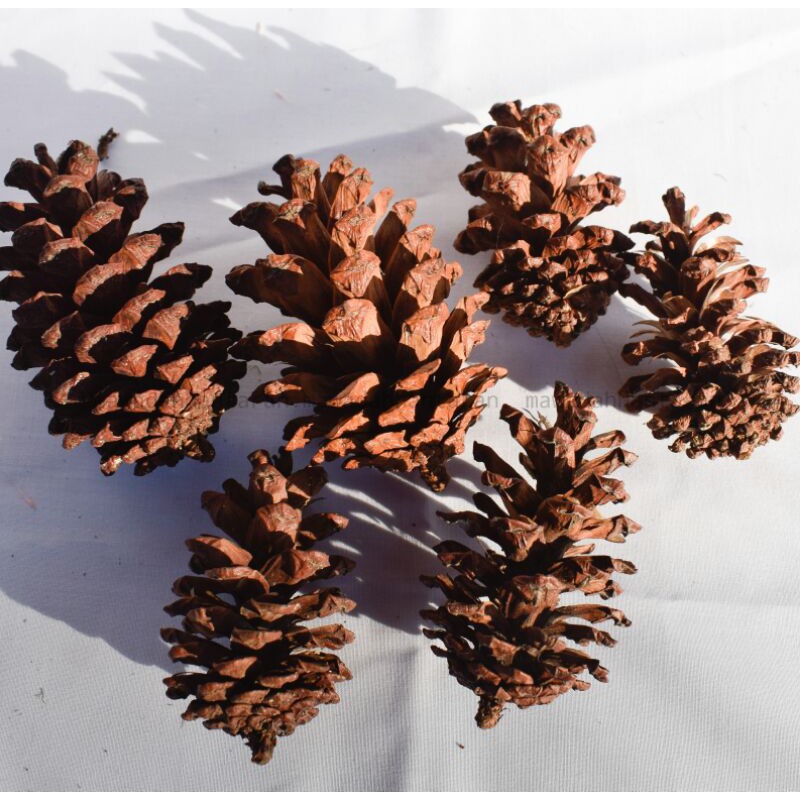 Bunga Pinus | Buah pinus kering | bahan craft | pinus kering