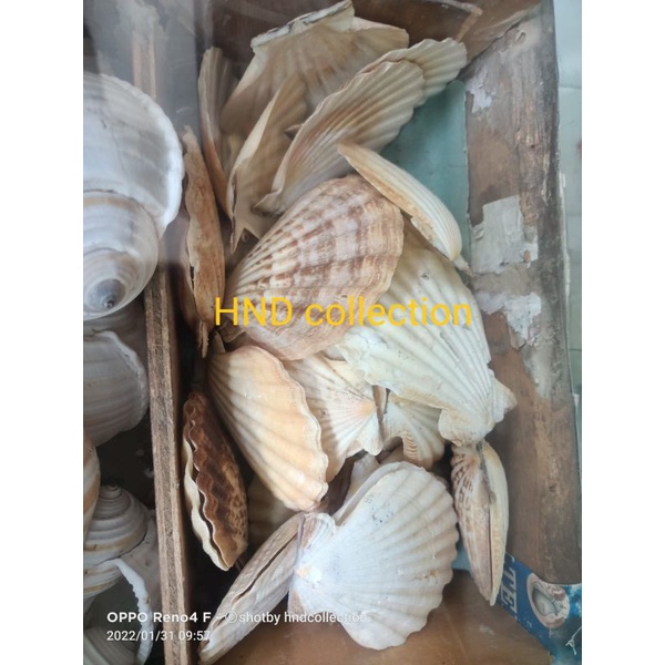 cangkang kerang kipas