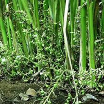 Bibit Kapulaga Hijau Arab India Asli Original