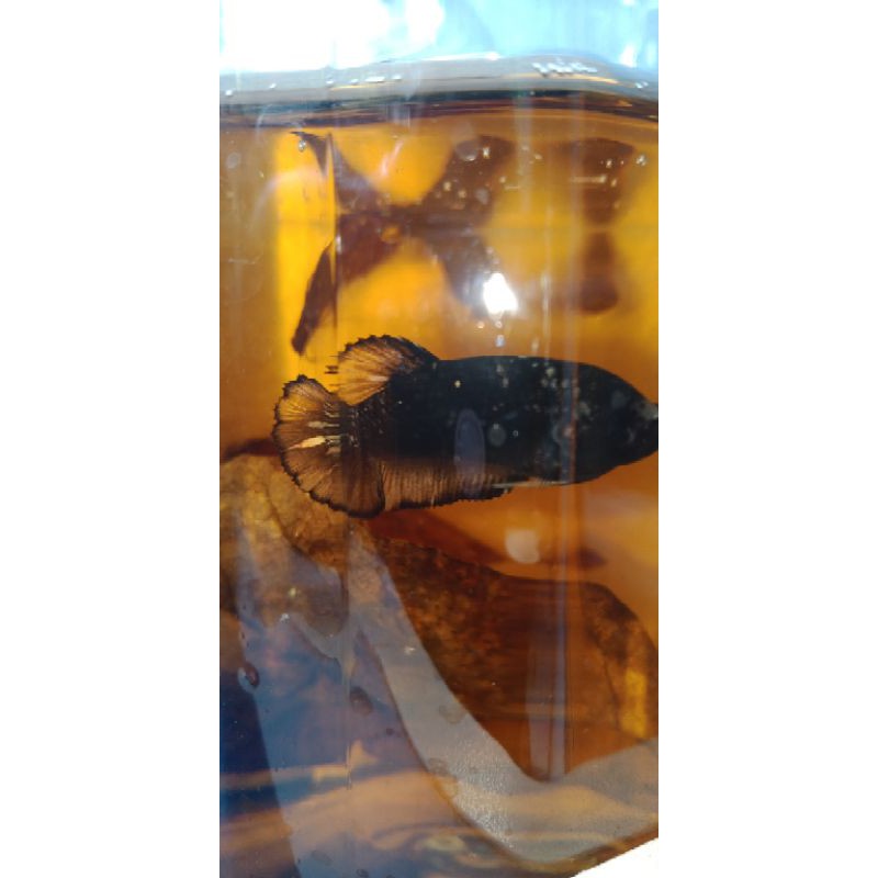 avatar kuncop 1 pair