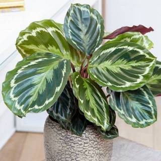 tanaman hias calathea silver back indoor