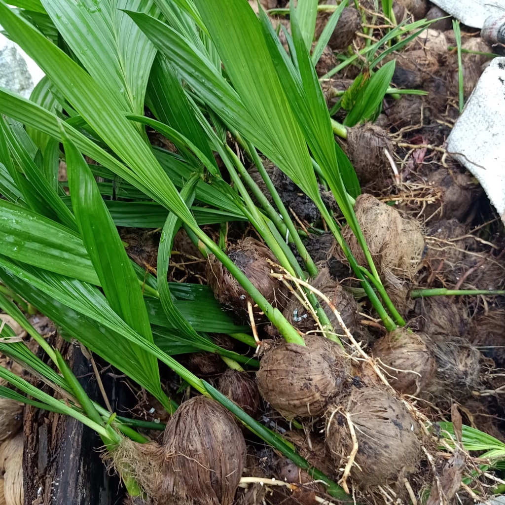 Bibit Cabutan Pinang Betara Unggulan (Bibit Cabutan Pinang Betara Unggulan)