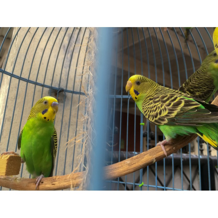 Burung Parkit Hijau Kuning Shopee Indonesia