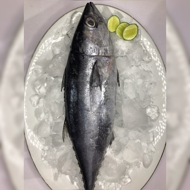 

Ikan Tongkol Abu / Baby Tuna 1,5 kg