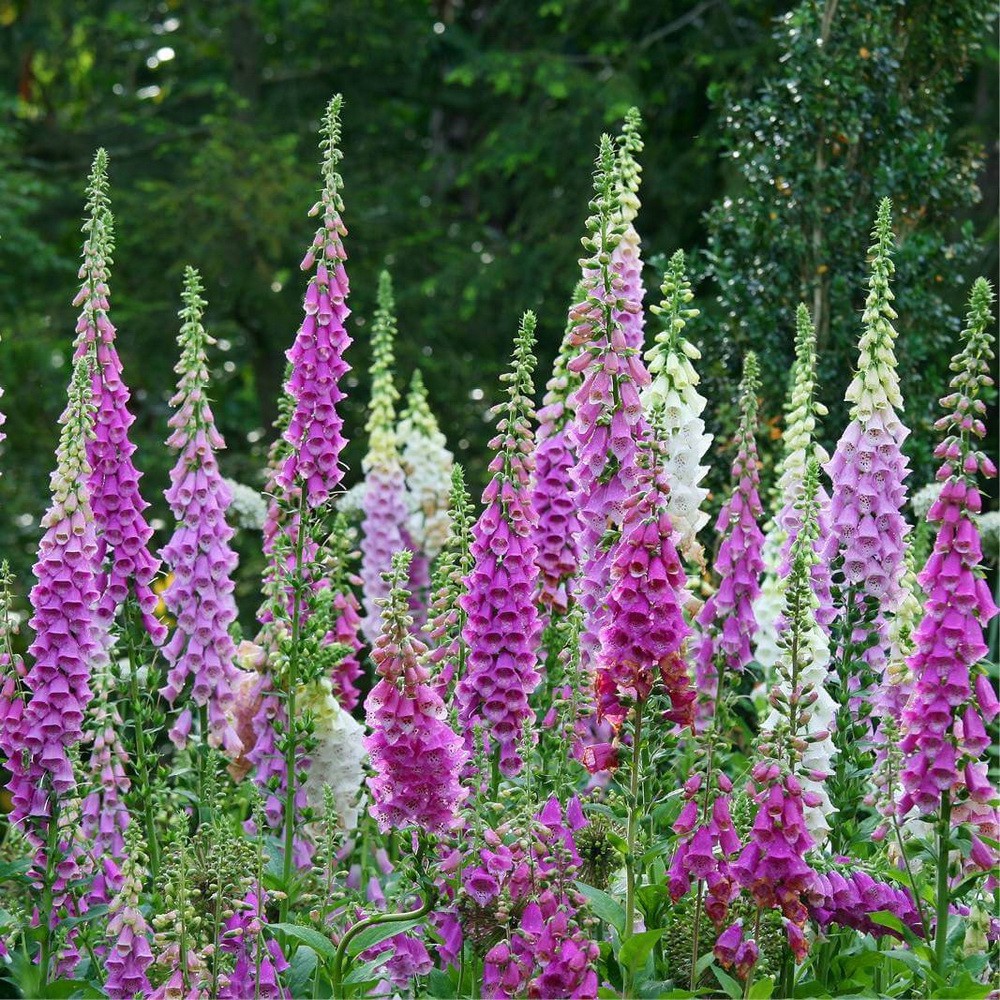 PlantaSeed - 200 Seeds - Foxglove Mixed Color Biji Bunga - PAS0220