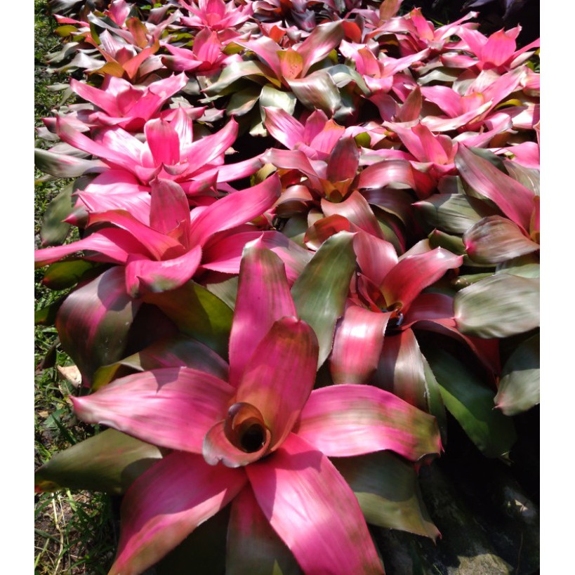 Tanaman Hias Daun - Bromelia Debby Pink - Grass Pink