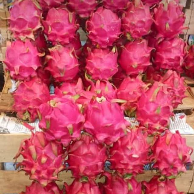 

BUAH NAGA MERAH SEGAR MANIS 1KG