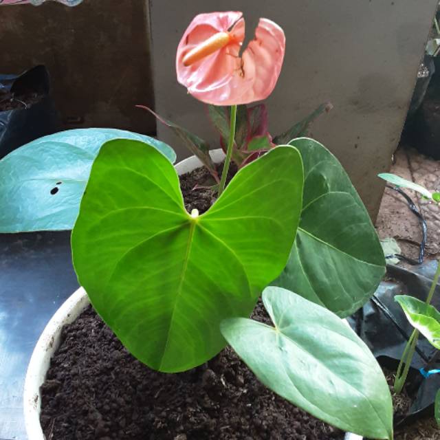 tsyabitahalissyasavitri