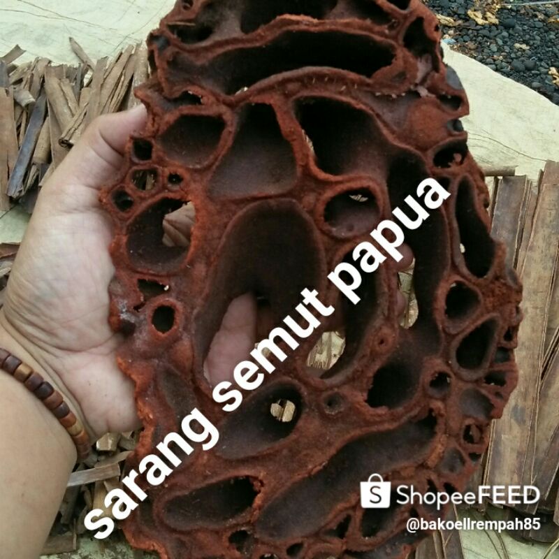 

sarang semut papua