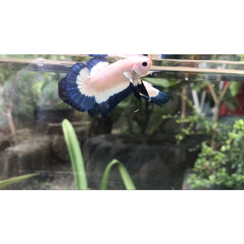 cupang BlueRim